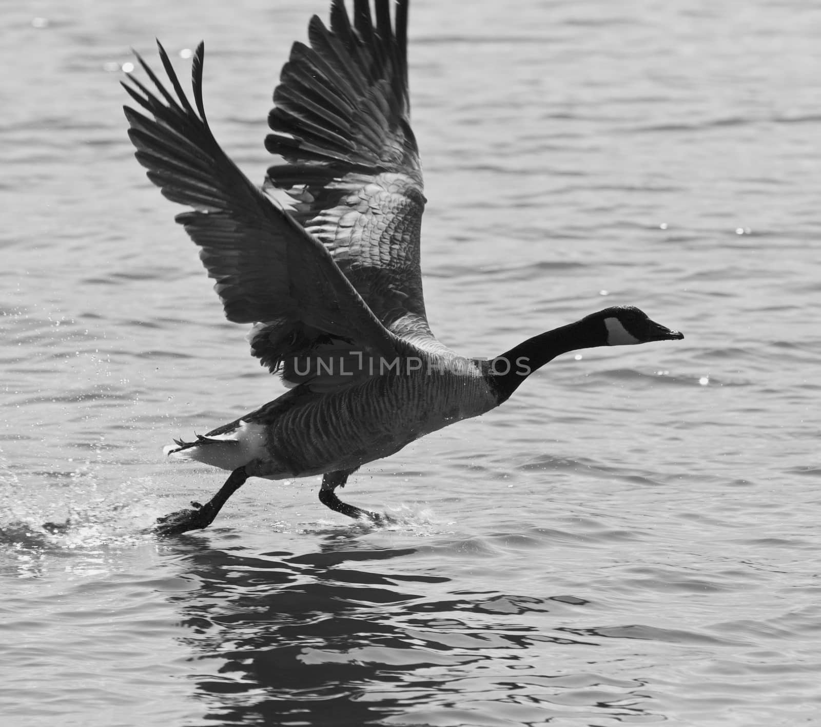 Beautiful isolated black and white image of a Canada goose taking off from the water by teo