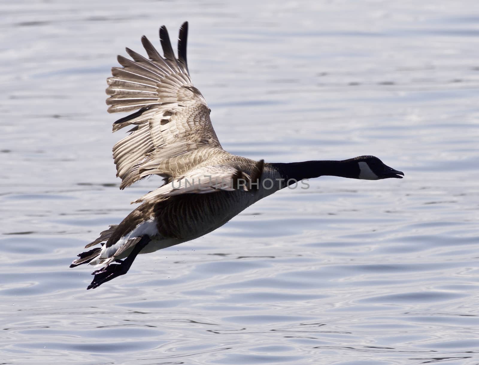 Beautiful isolated image with a Canada goose taking off from the water by teo