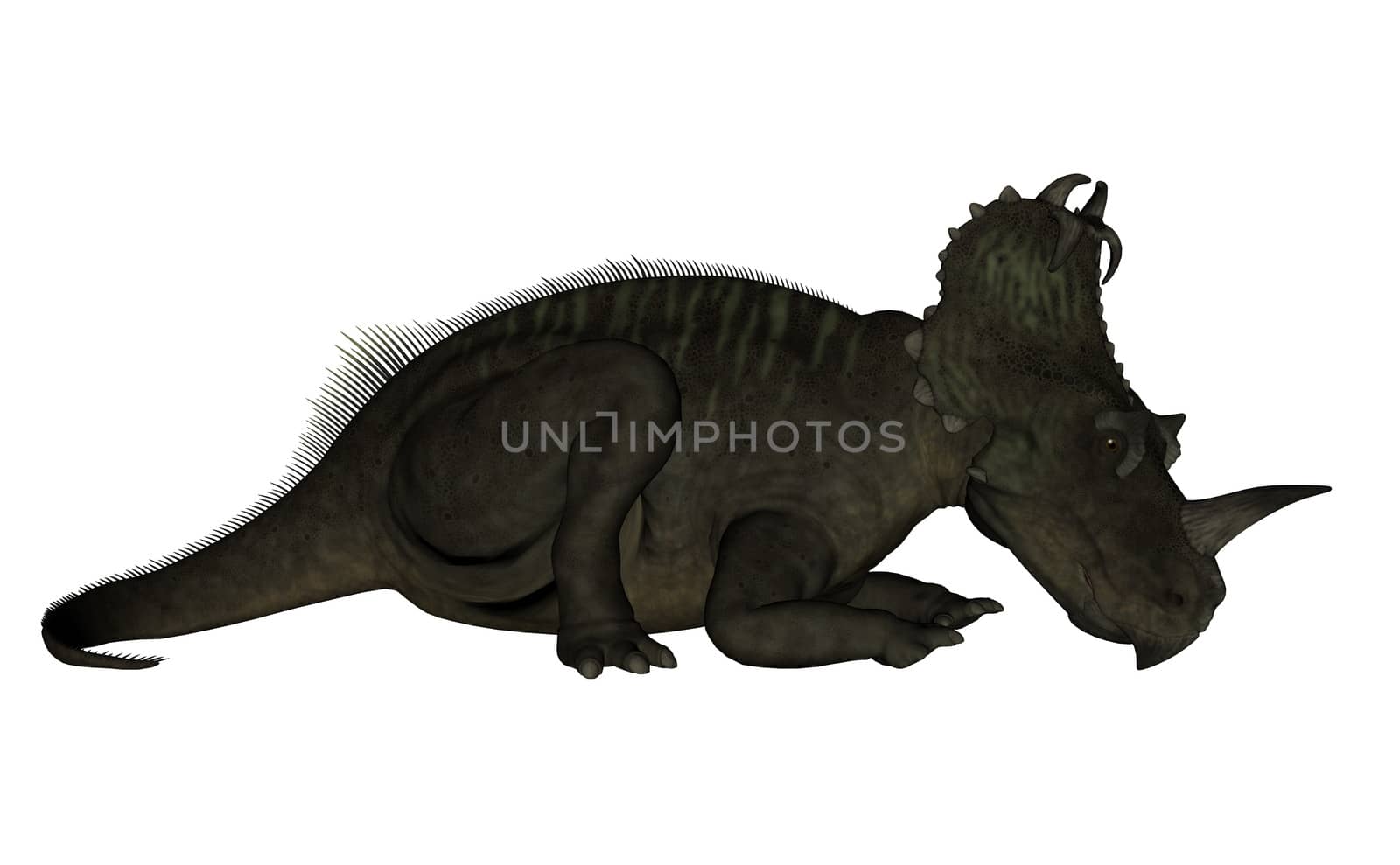 Centrosaurus dinosaur resting isolated in white background - 3D render