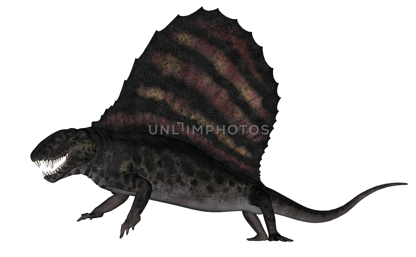 Dimetrodon dinosaur roaring isolated in white background - 3D render