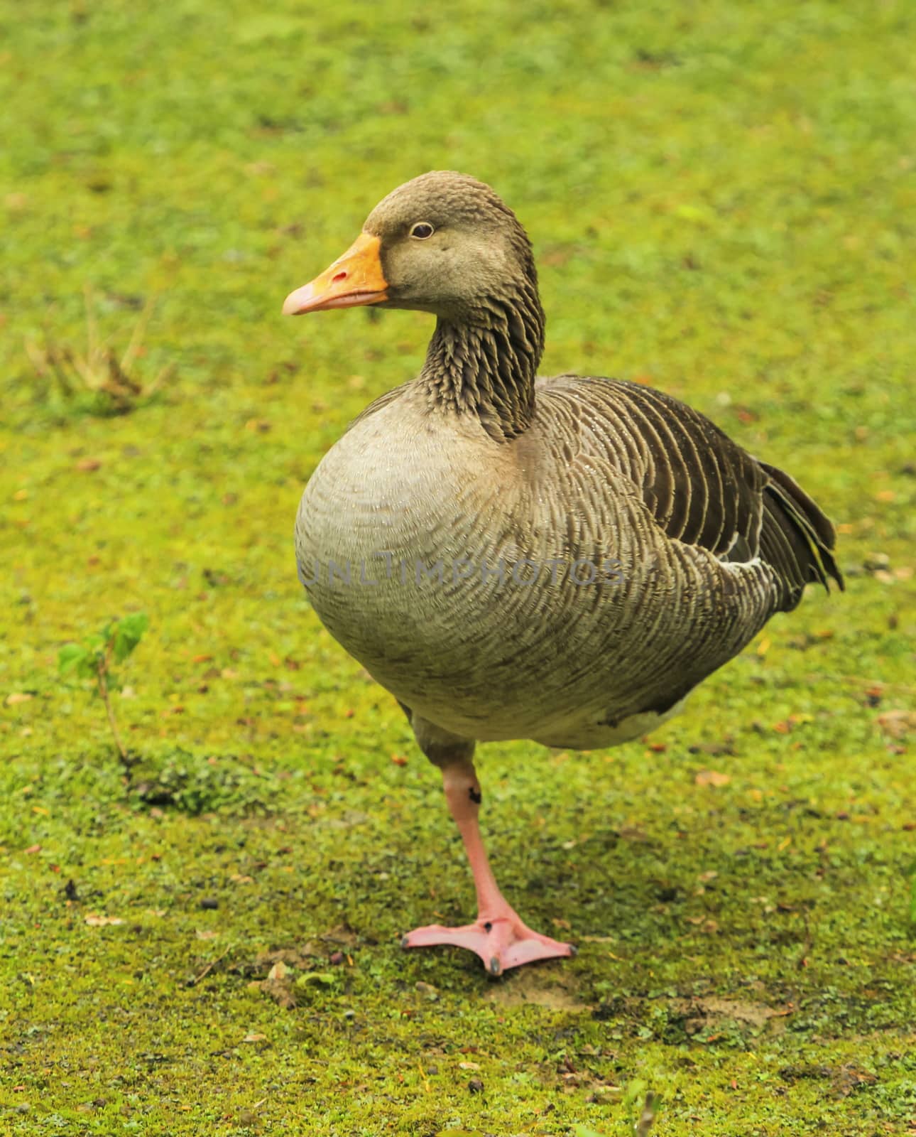 Greylag goose, anser, standing on one foot by Elenaphotos21
