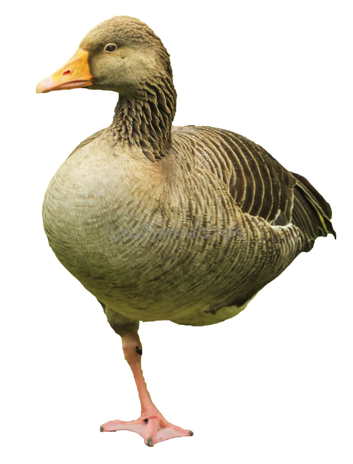 Greylag goose, anser anser, standing on one foot isolated in white background