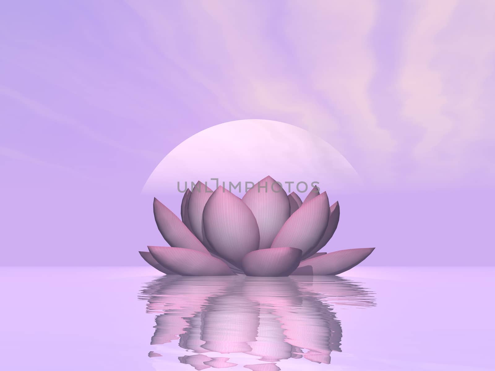 Lily lotus flower - 3D render by Elenaphotos21