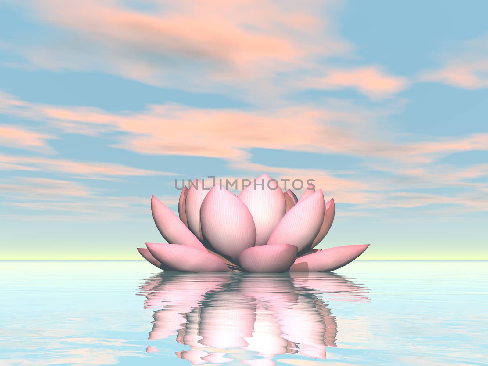 Single lily lotus flower upon water in pink and green sunset background - 3D render