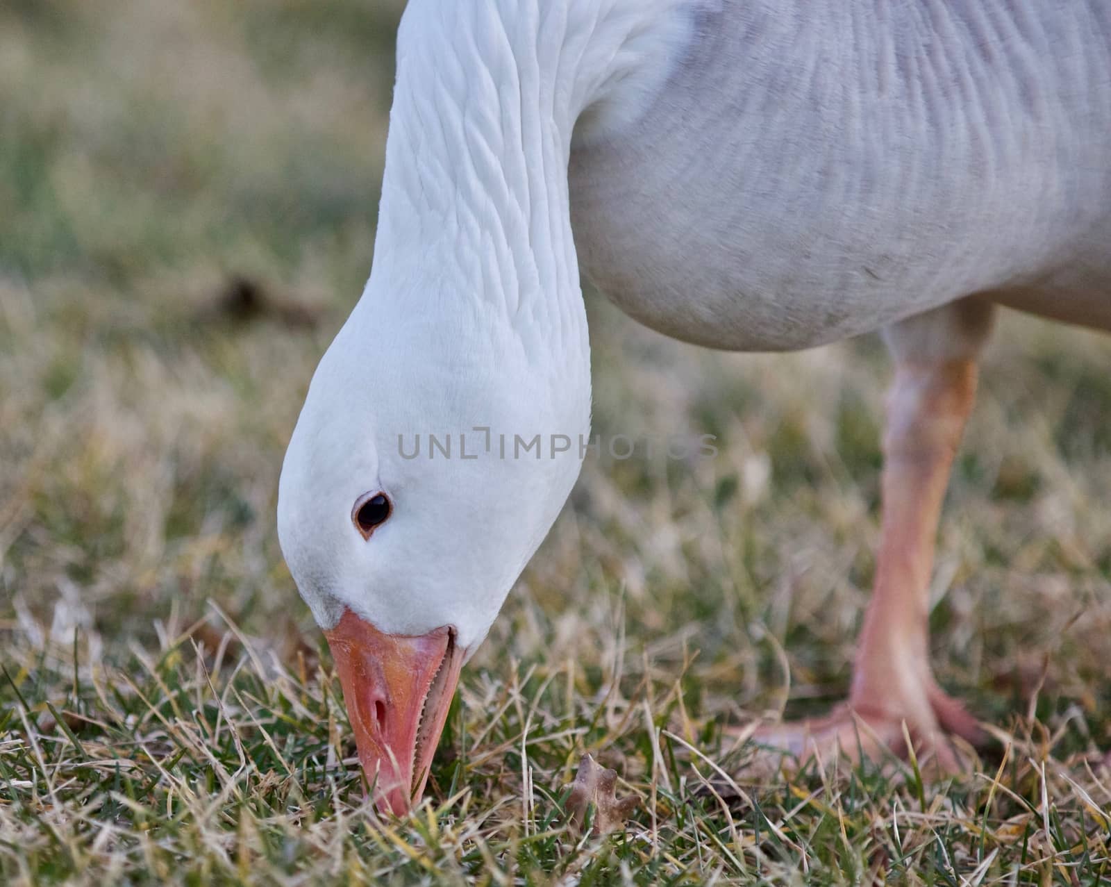 Beautiful background with a wild snow goose eating the grass by teo