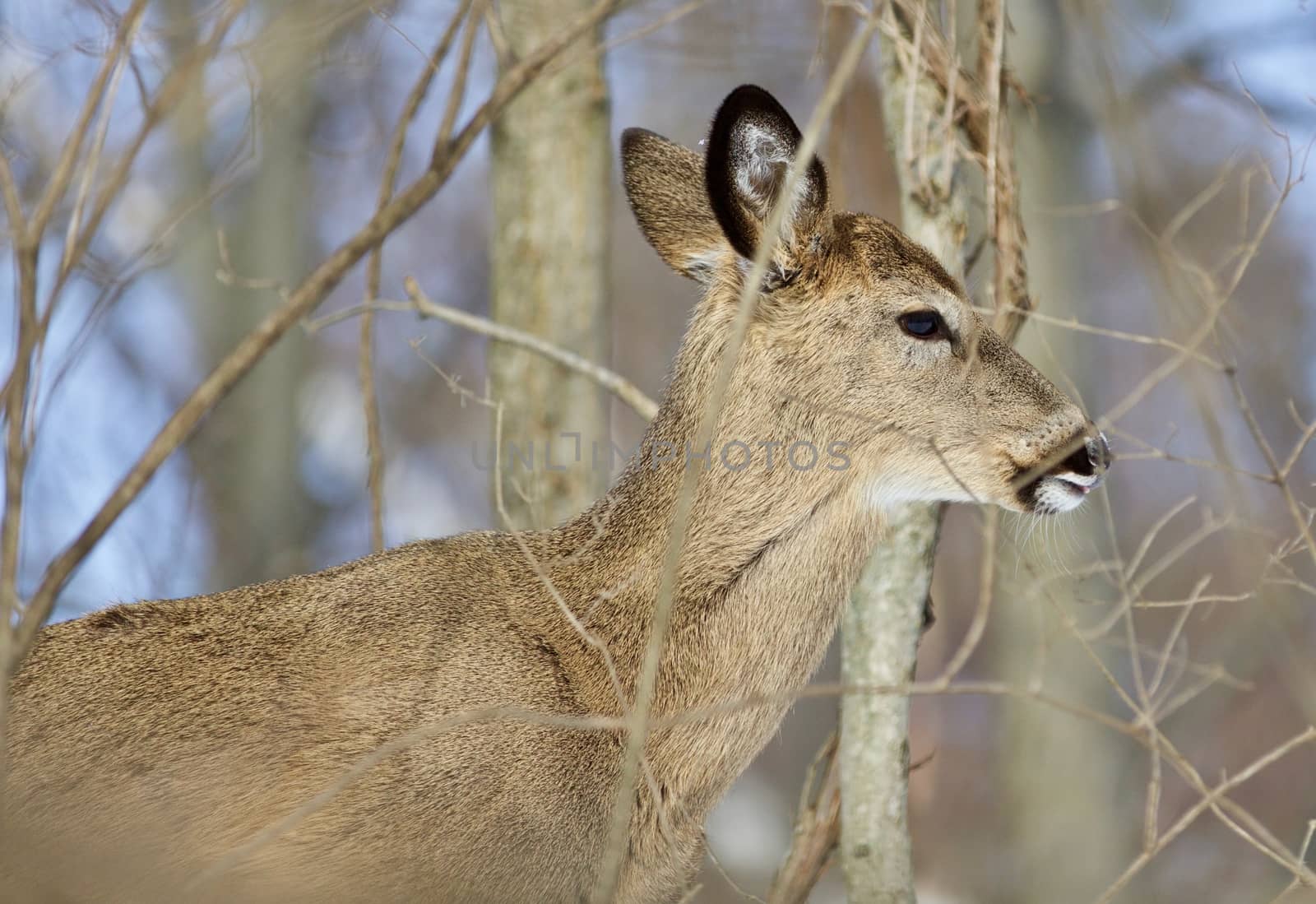 Beautiful isolated photo of a cute young wild deer in the forest by teo