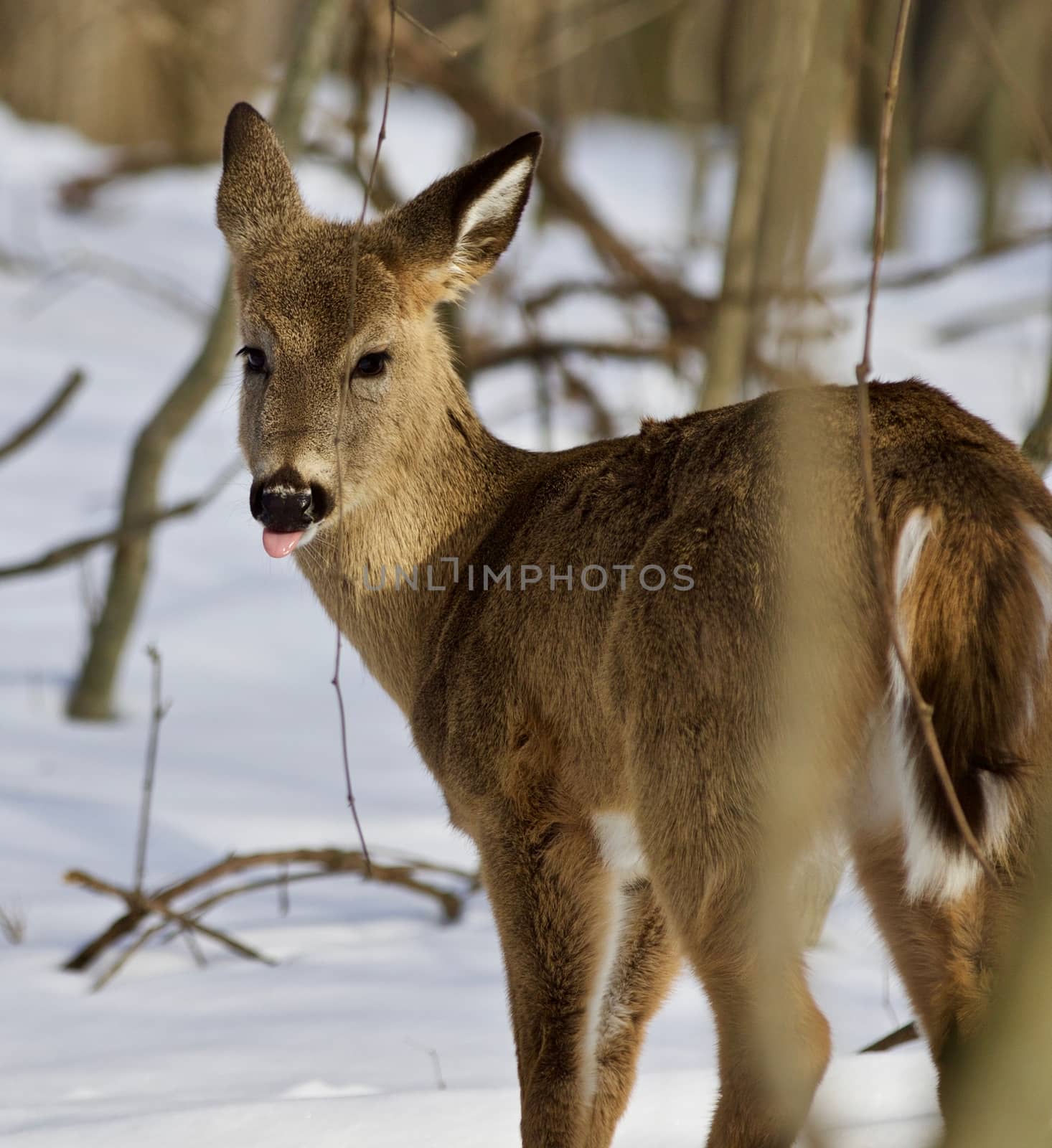 Beautiful isolated photo of wild deer in the forest