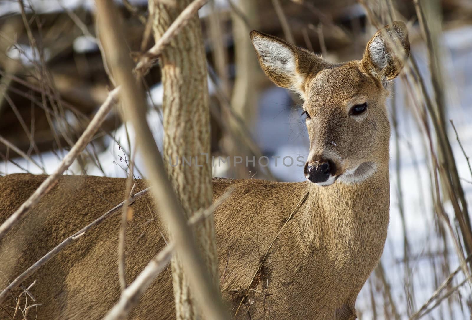 Beautiful isolated photo with a wild deer in the snowy forest