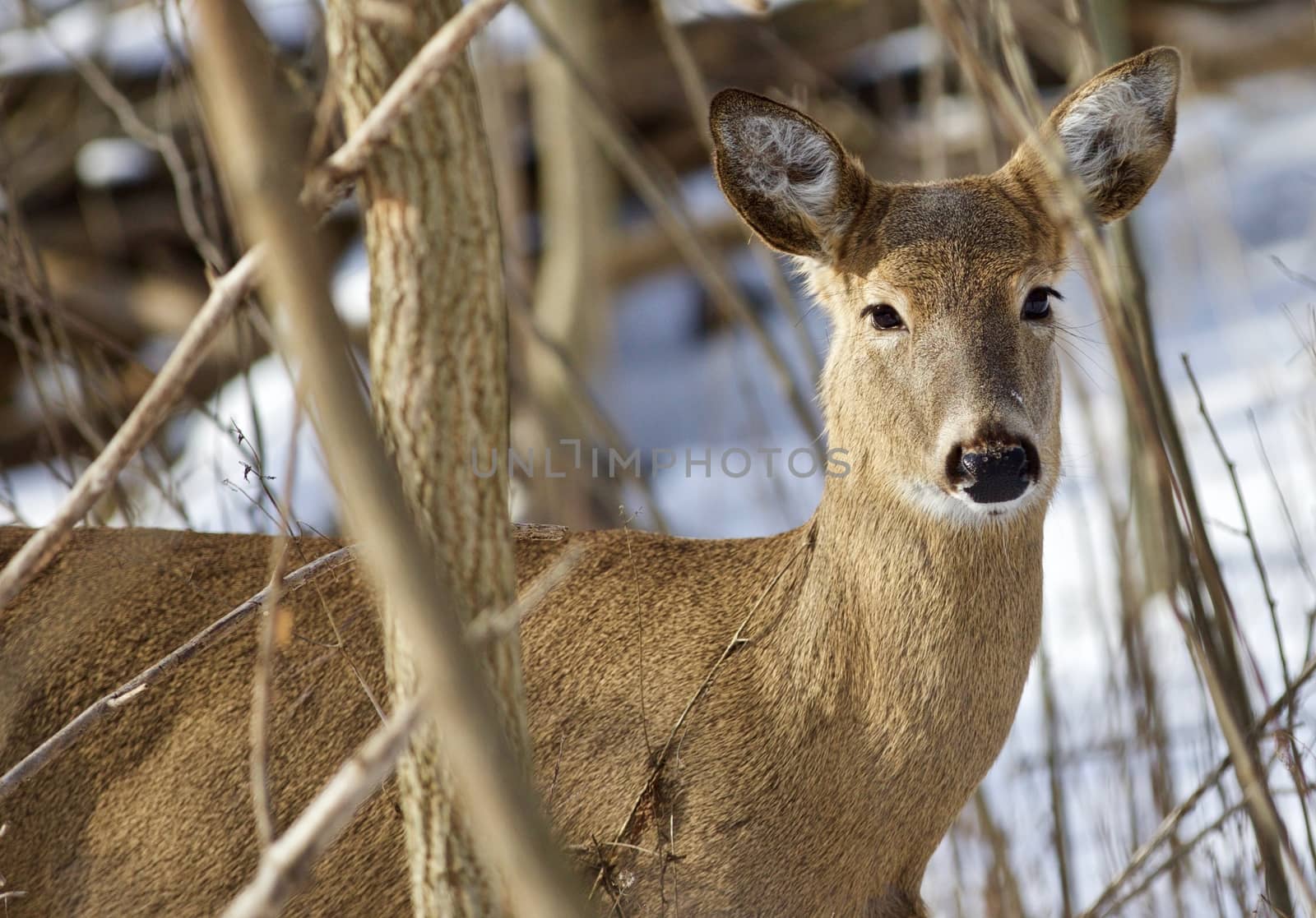 Beautiful isolated picture with a wild deer in the snowy forest by teo