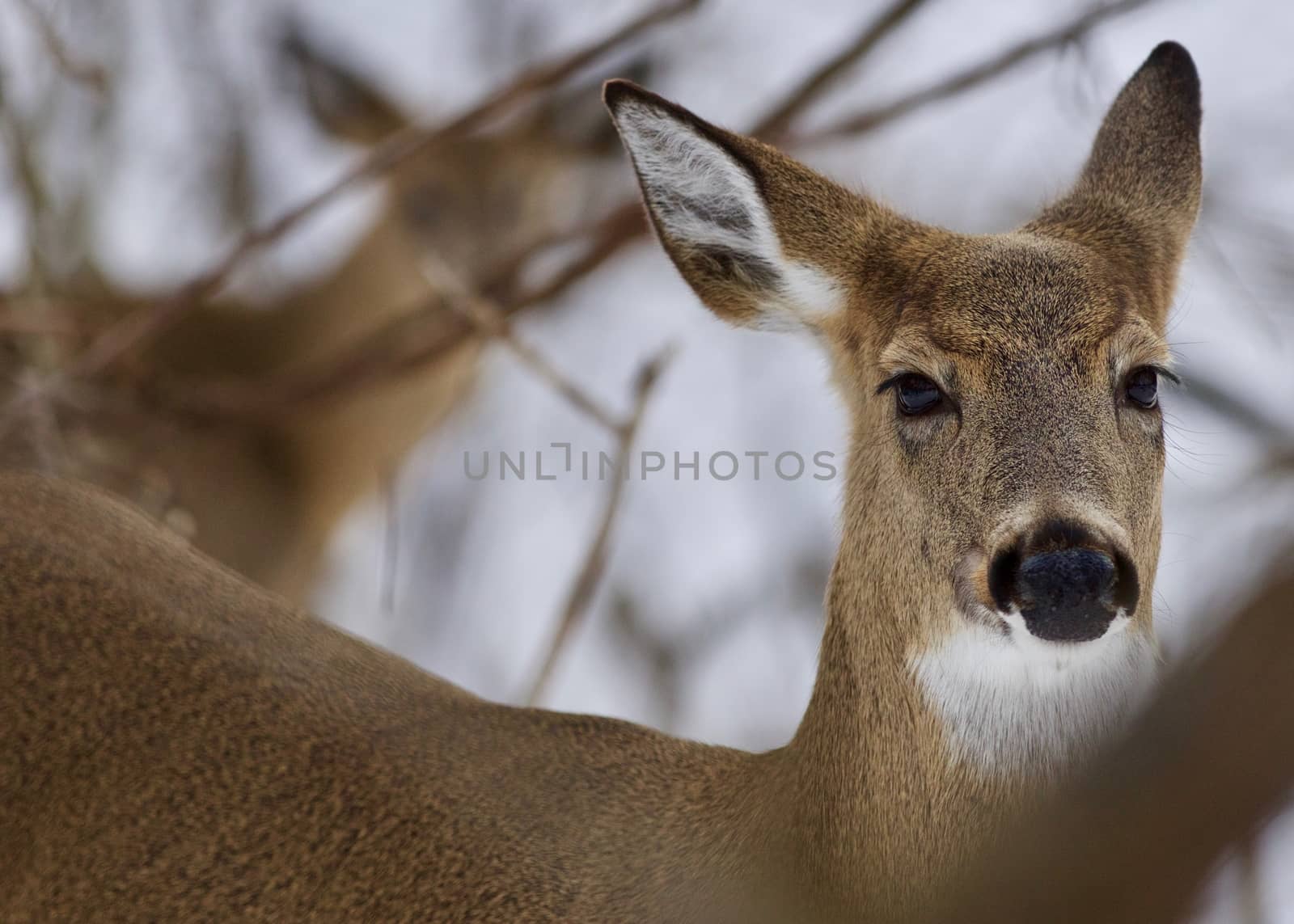 Beautiful isolated photo with a wild deer in the forest