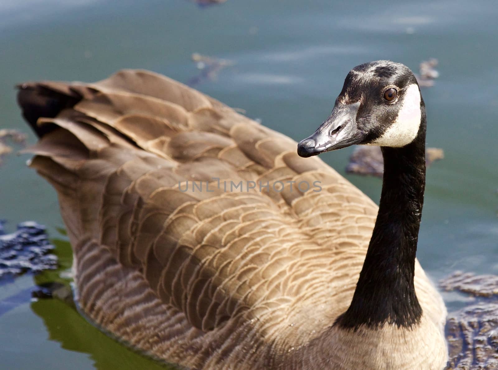 Beautiful isolated picture of a wild Canada goose in the lake by teo