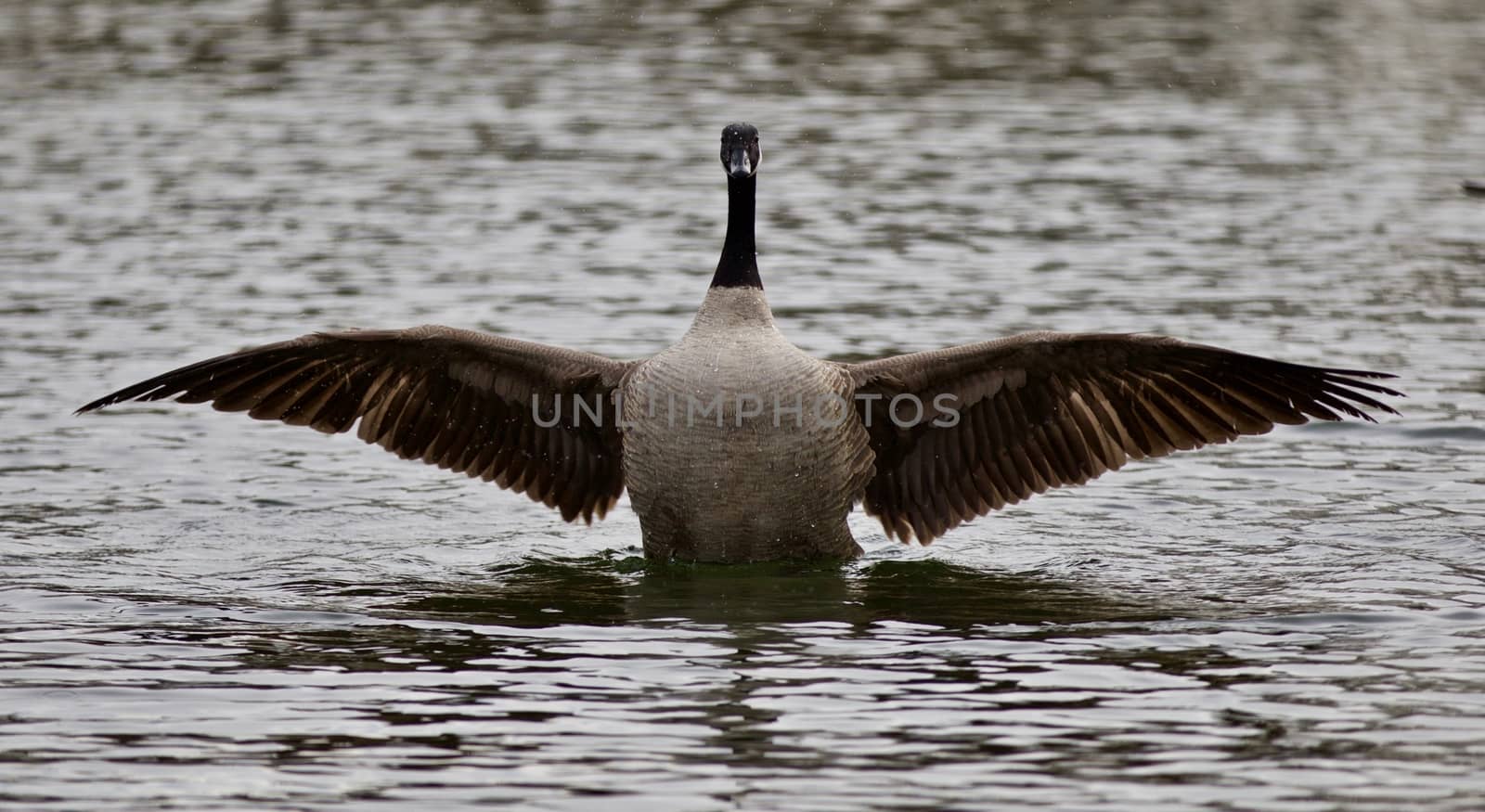 Beautiful isolated photo of a cute wild Canada goose in the lake with the strong wings by teo