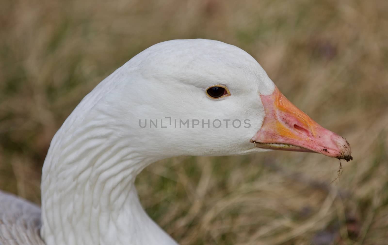 Beautiful isolated picture of a wild snow goose by teo