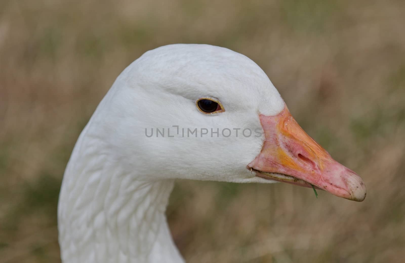 Beautiful picture with a wild snow goose on the grass field by teo