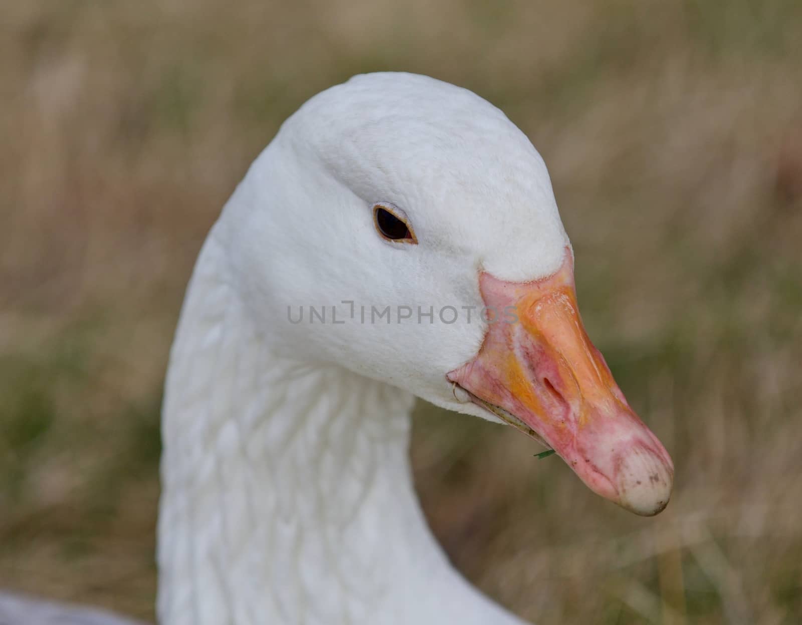 Beautiful isolated photo with a strong snow goose on the grass field by teo