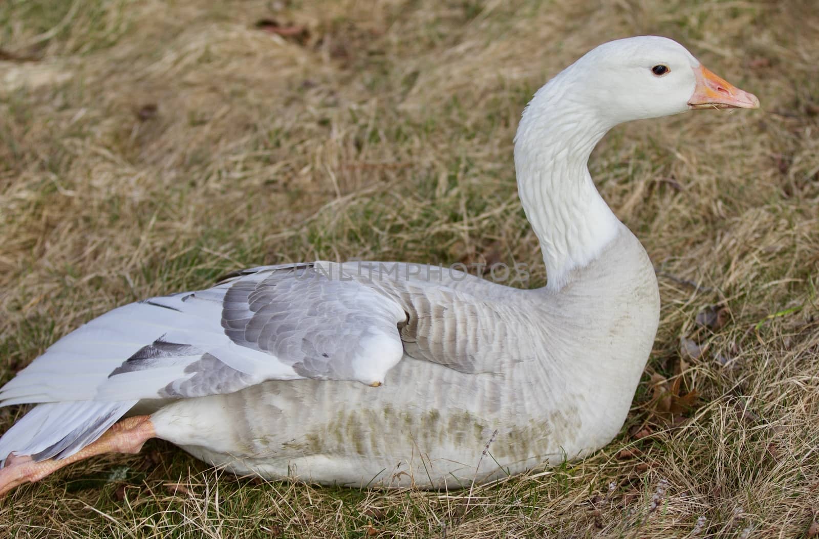 Beautiful isolated image with a strong confident snow goose laying on the grass field by teo