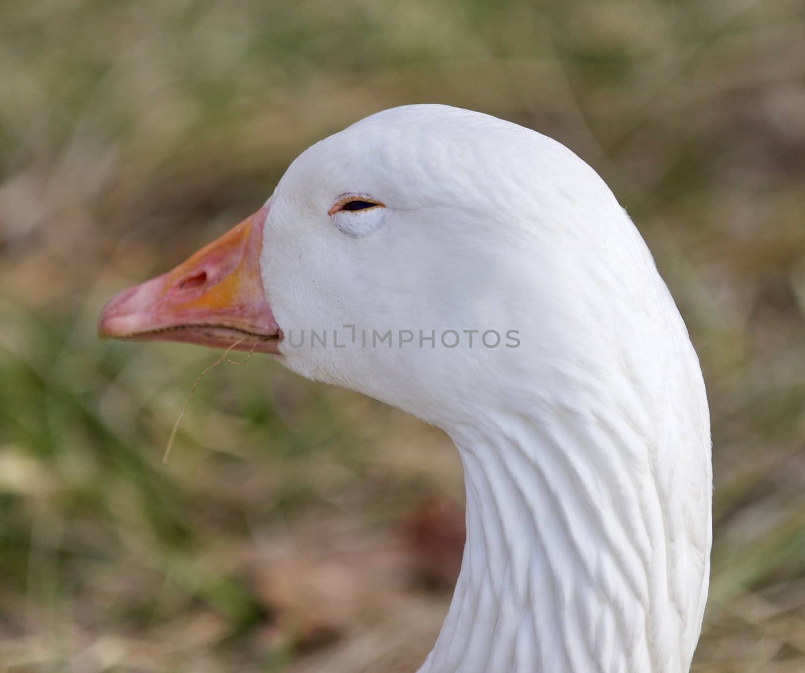 Funny isolated image with a sleepy snow goose on the grass field by teo