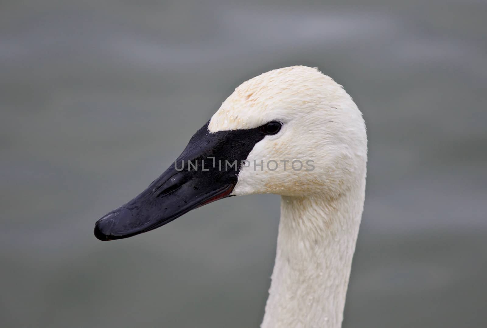 Beautiful isolated photo of a wild trumpeter swan