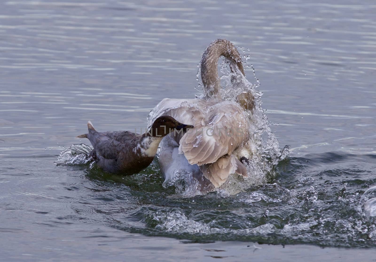 Isolated photo of a swan under attack of a  crazy duck