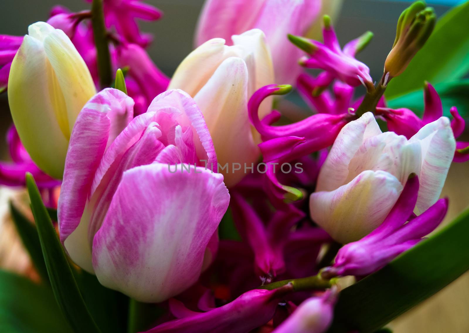 gift bouquet of spring flowers tulip