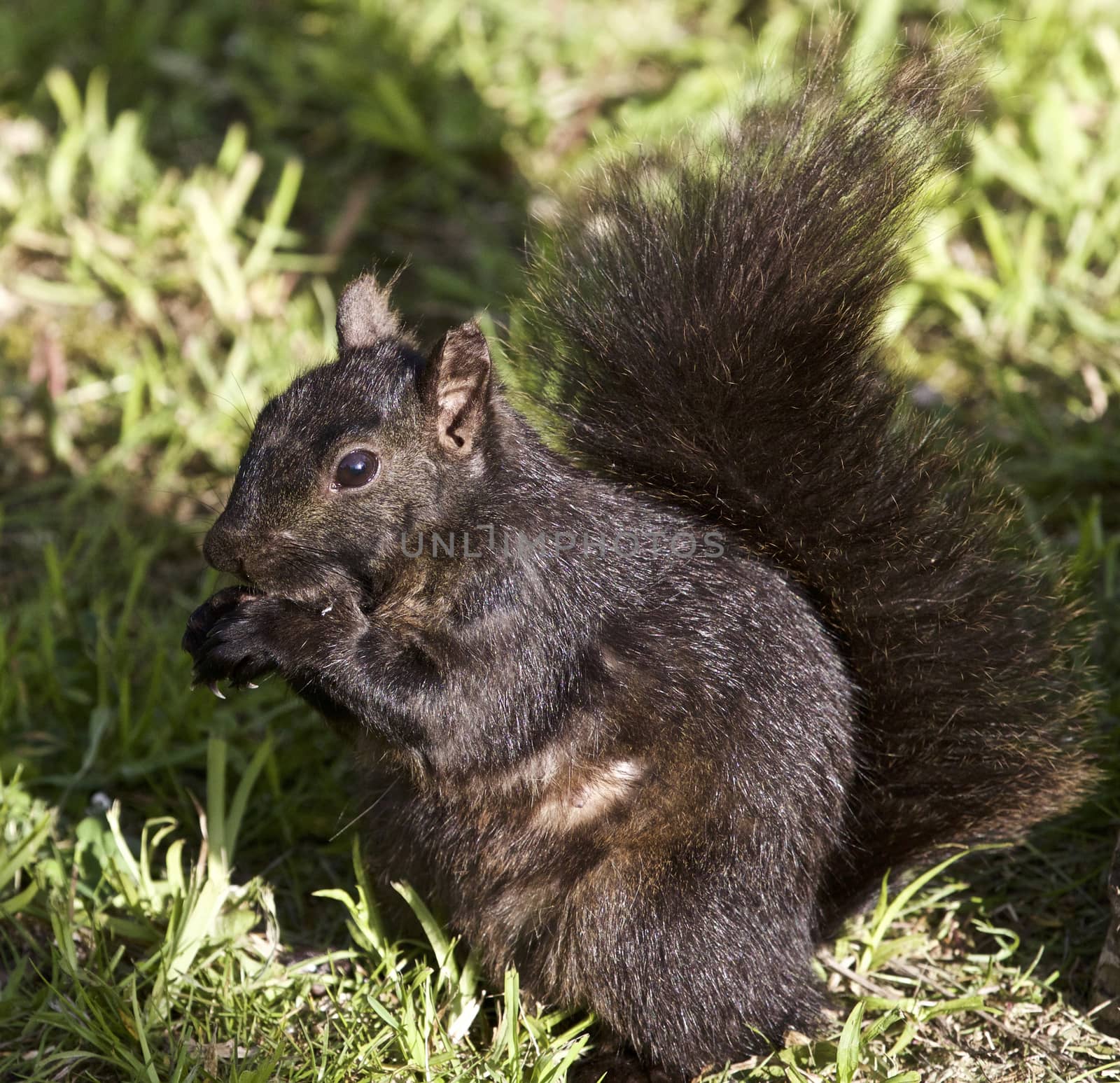 Beautiful isolated photo of a black squirrel