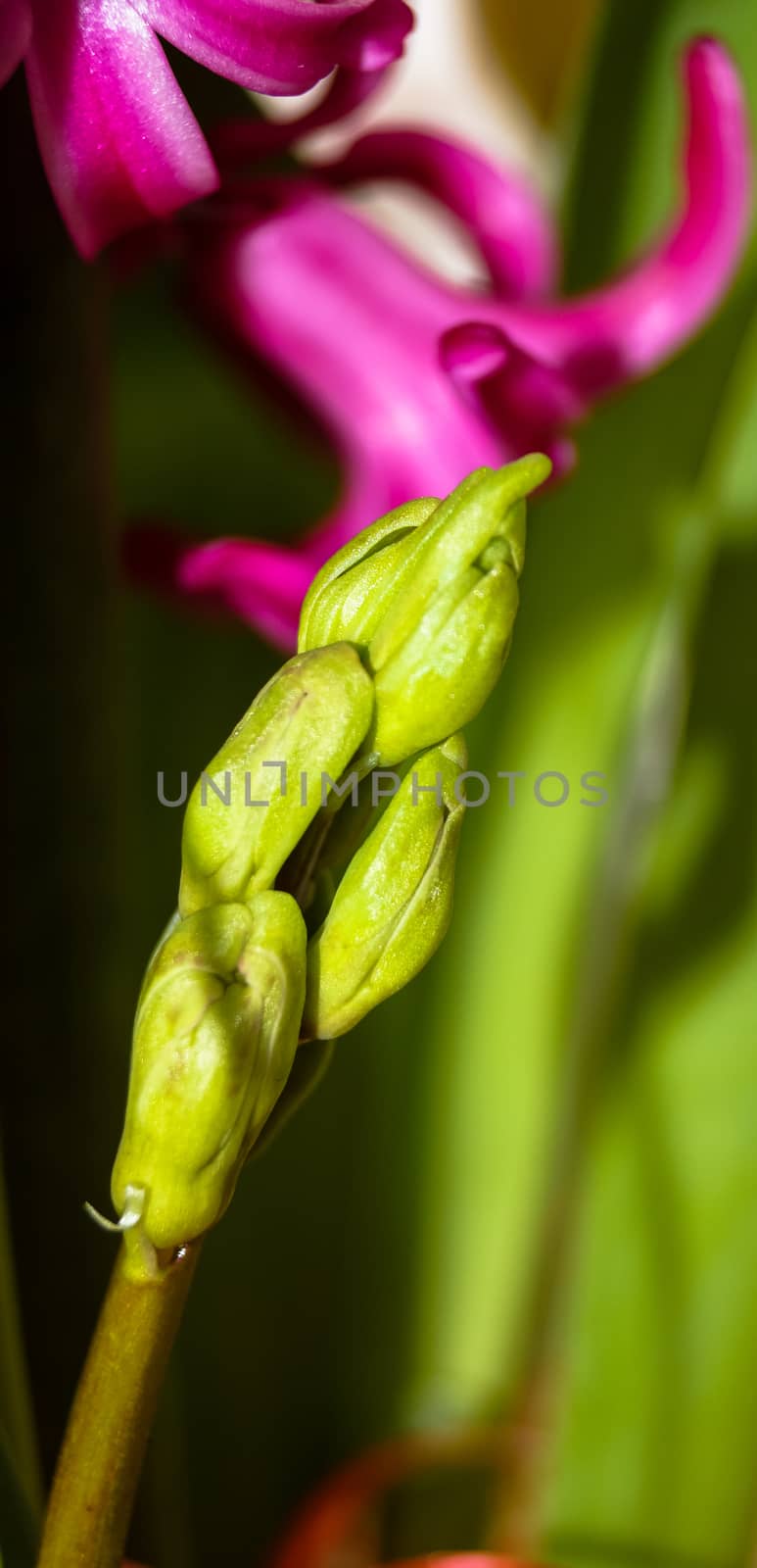 hyacinth the flower Bud flaccid papanek by Oleczka11