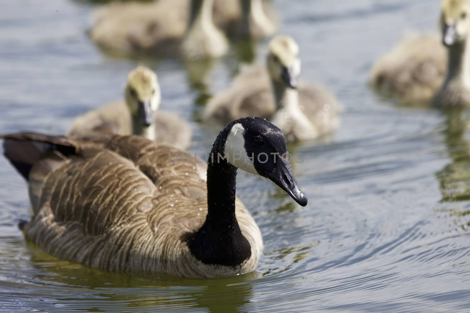 Beautiful isolated photo of chicks of the Canada geese swimming in the lake