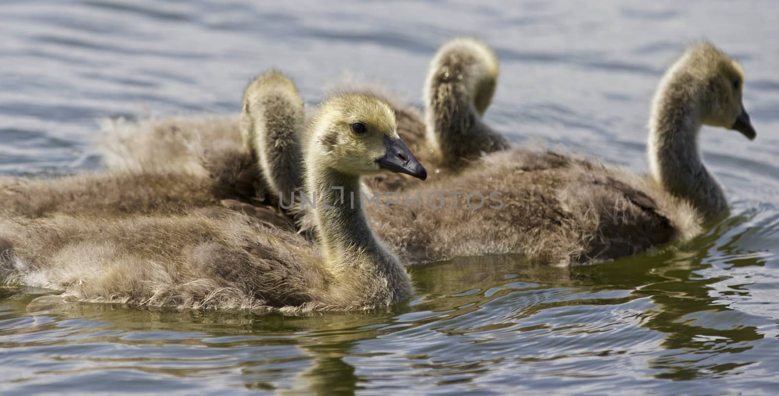 Beautiful isolated photo of a family of the Canada geese by teo