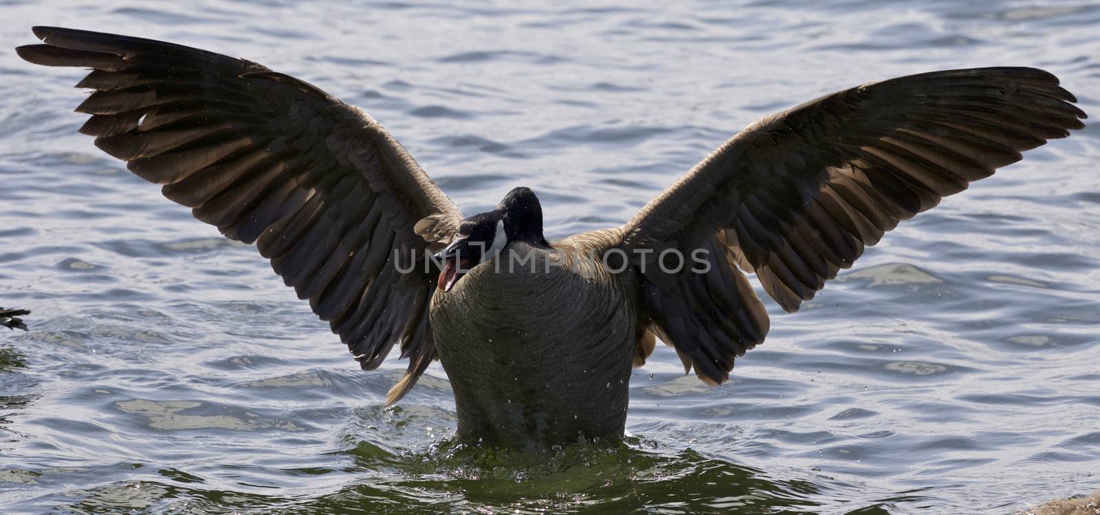 Beautiful isolated photo of a Canada goose