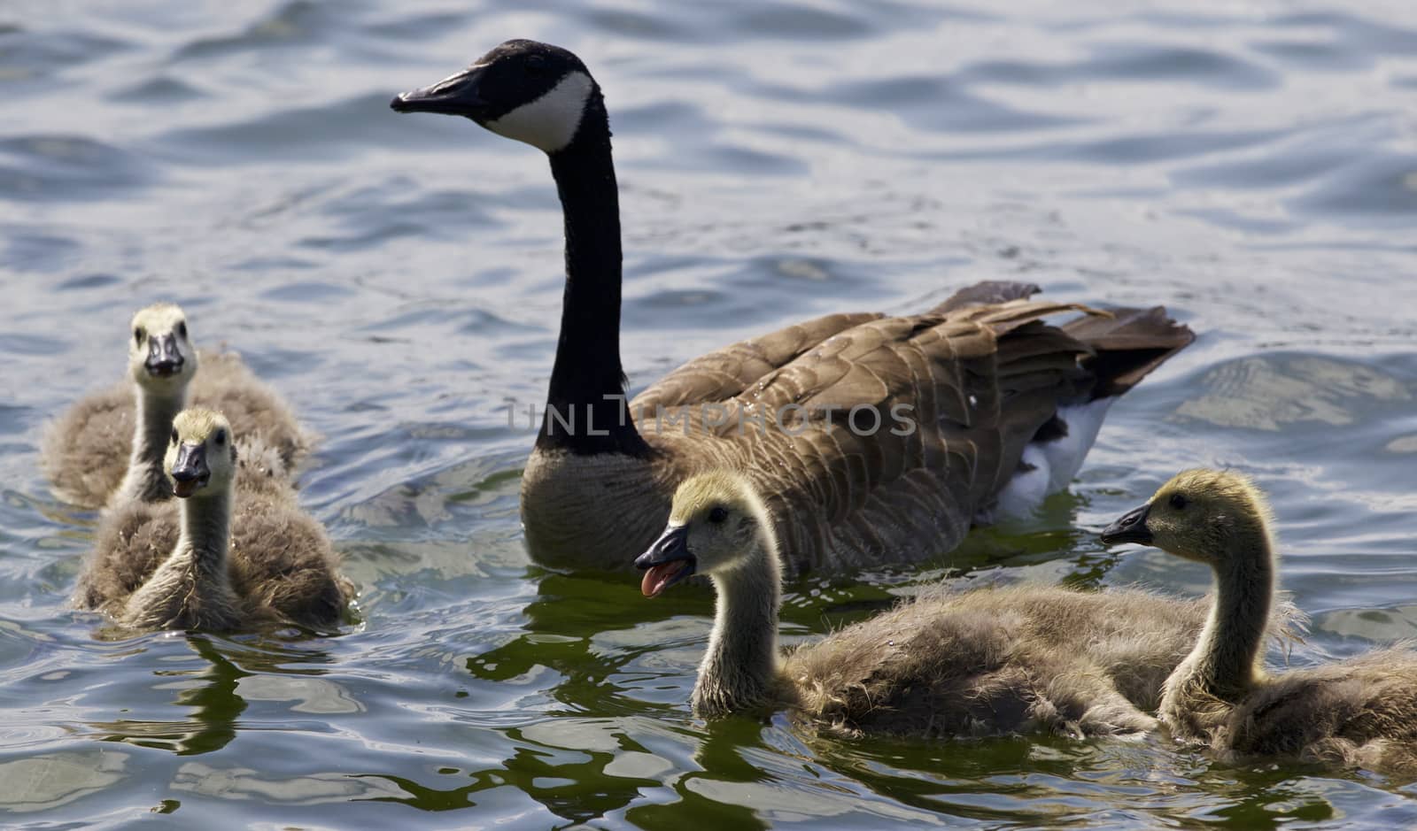 Beautiful isolated photo of chicks of the Canada goose in the lake by teo