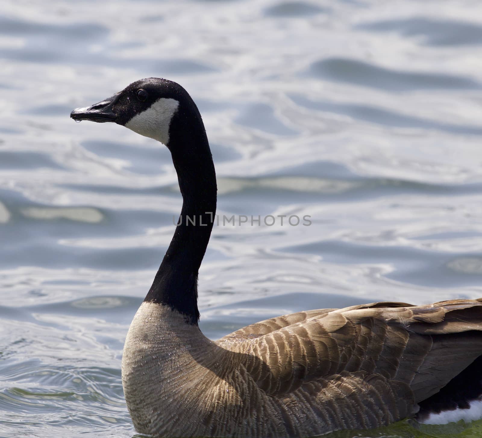 Beautiful isolated photo of a Canada goose