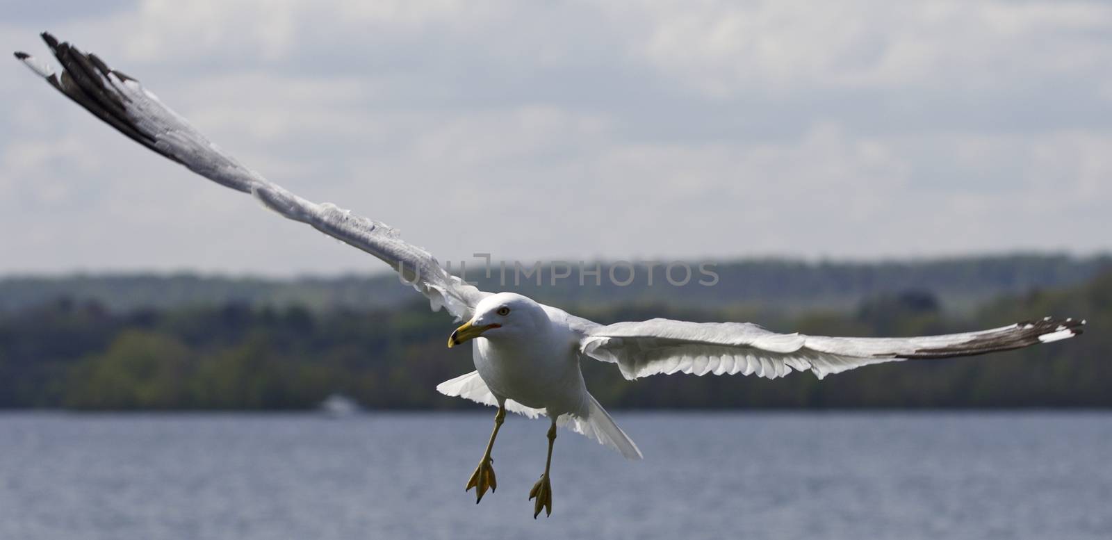 Beautiful photo of a flying gull near the lake by teo