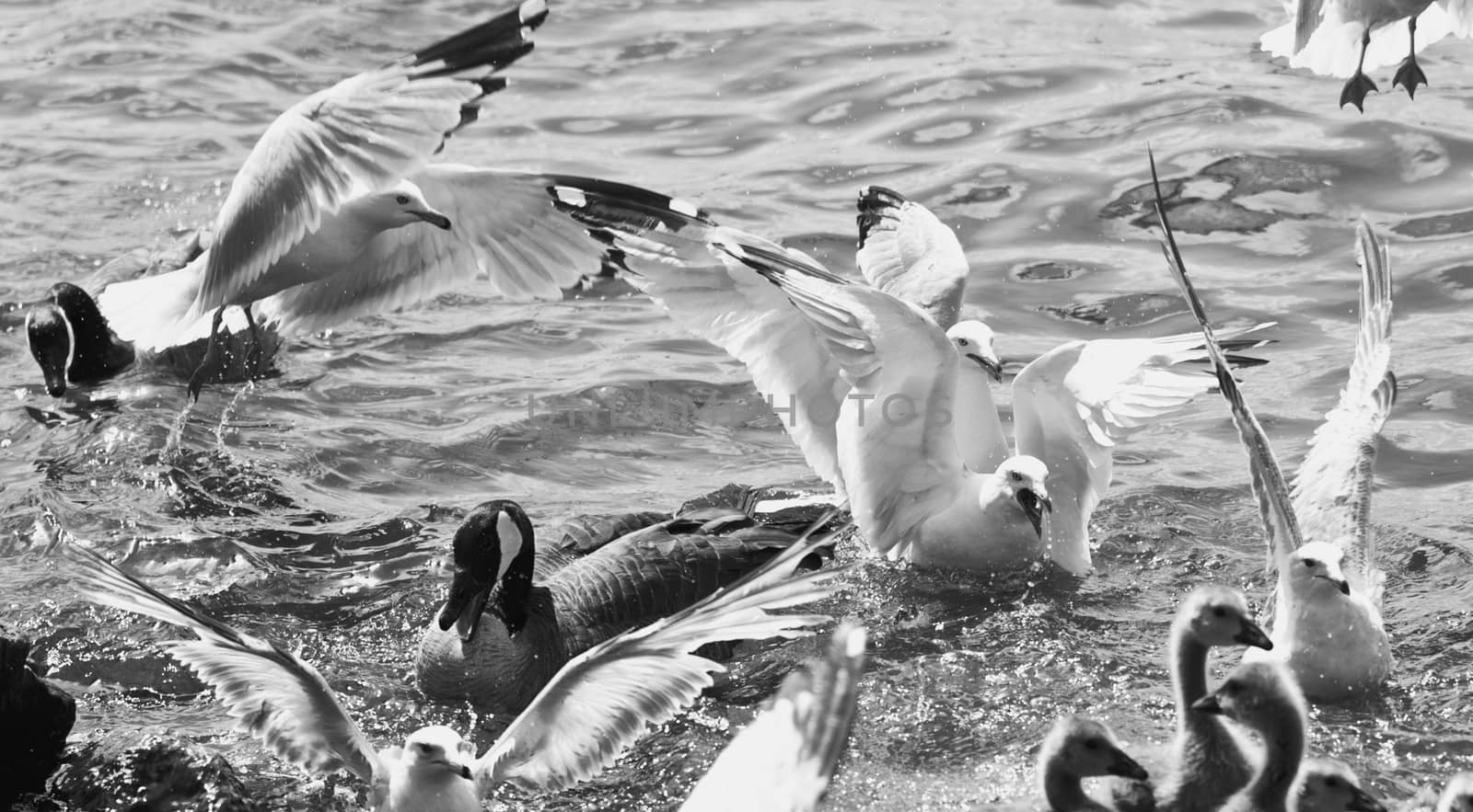 Beautiful background with the gulls and geese fighting for the food by teo