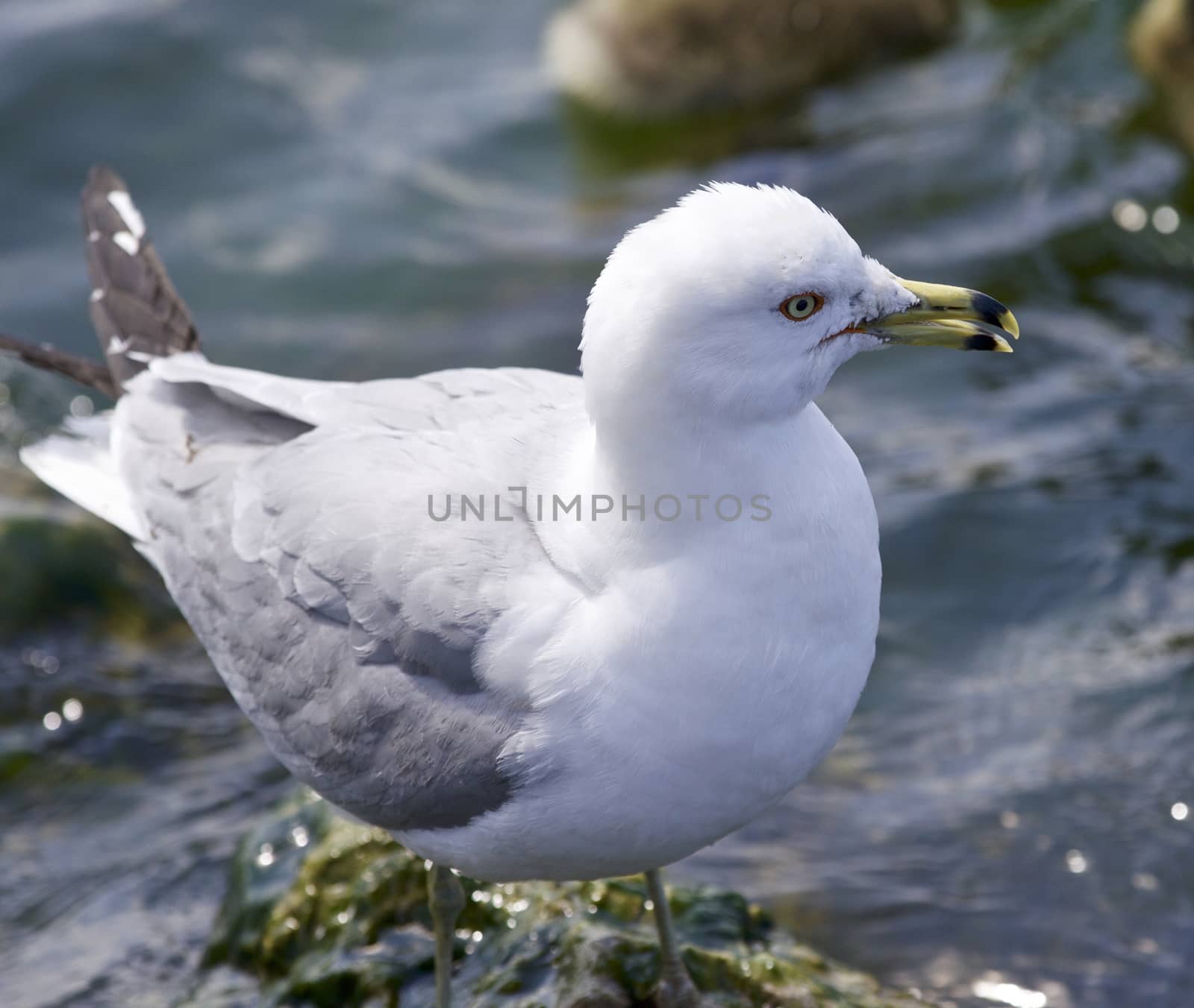 Beautiful background with a ring-billed gull by teo