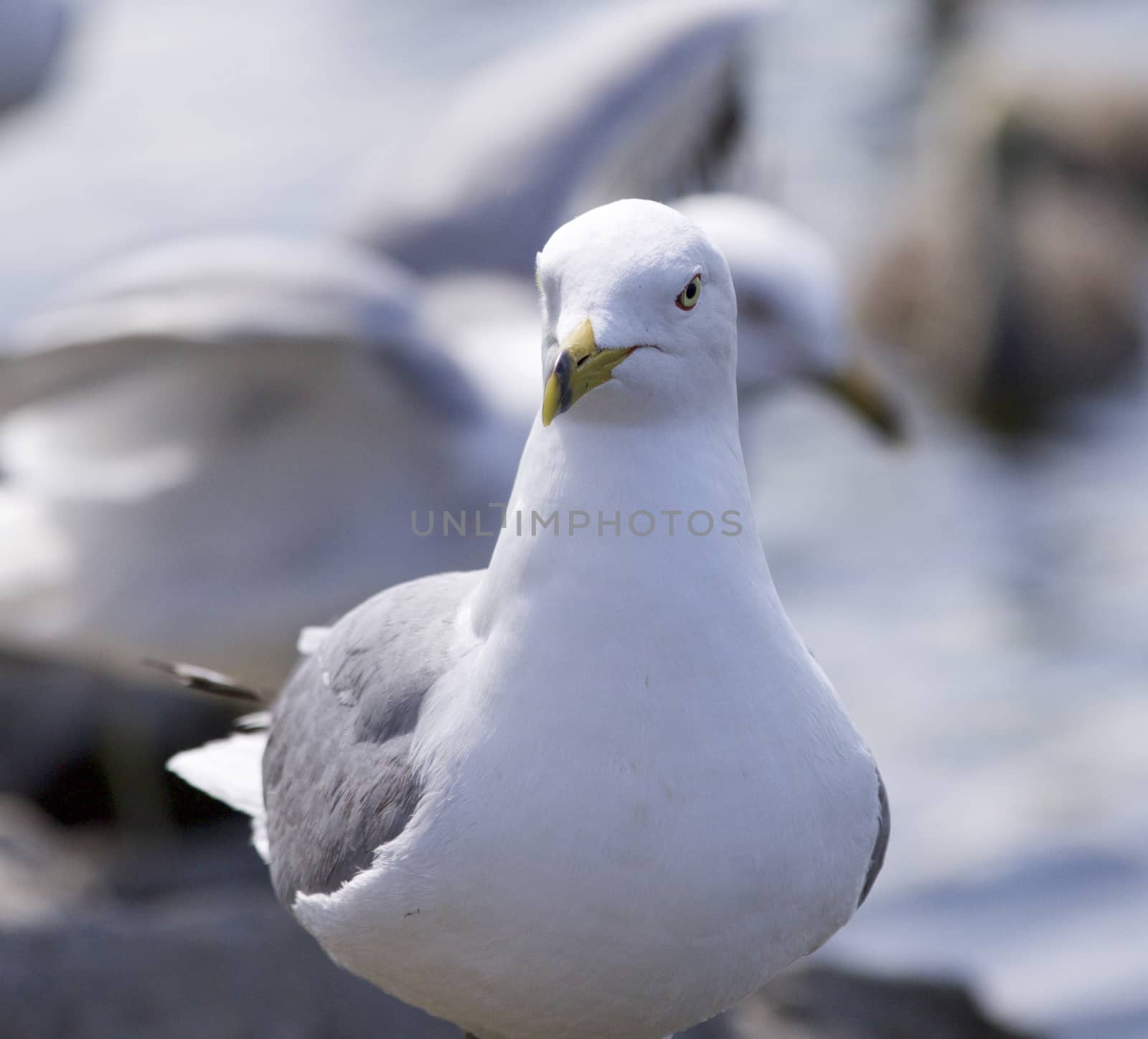 Beautiful isolated image with a gull by teo