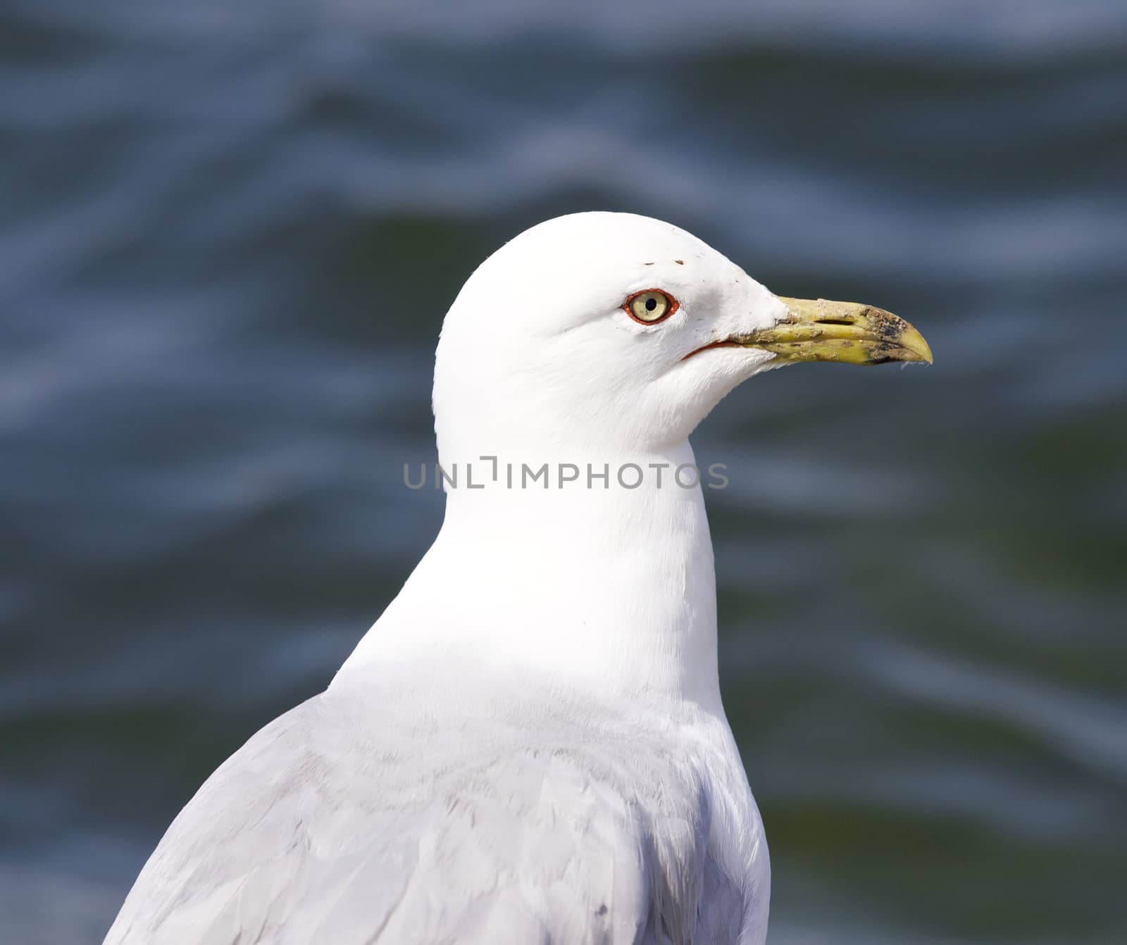 Beautiful isolated photo of a gull