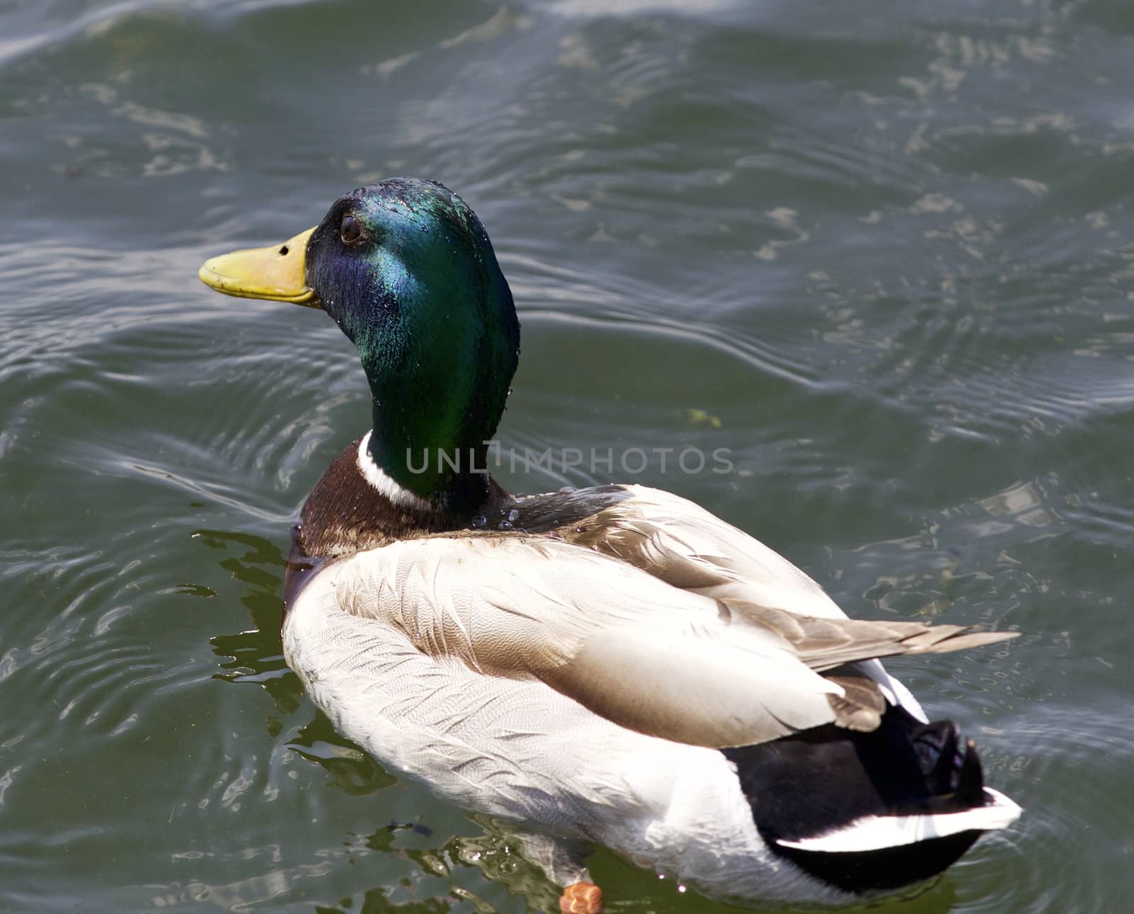 Beautiful isolated picture with a male duck in the lake