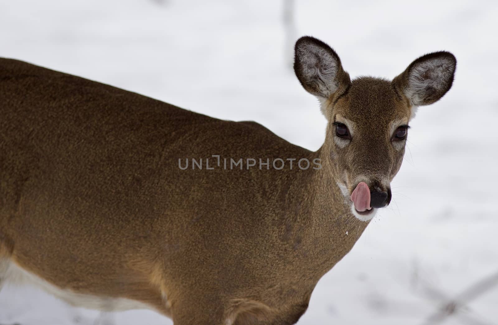 Beautiful isolated picture with a wild deer with a tongue by teo