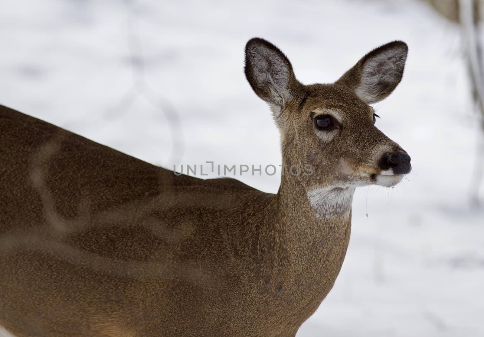 Beautiful isolated photo with a wild deer in the snowy forest