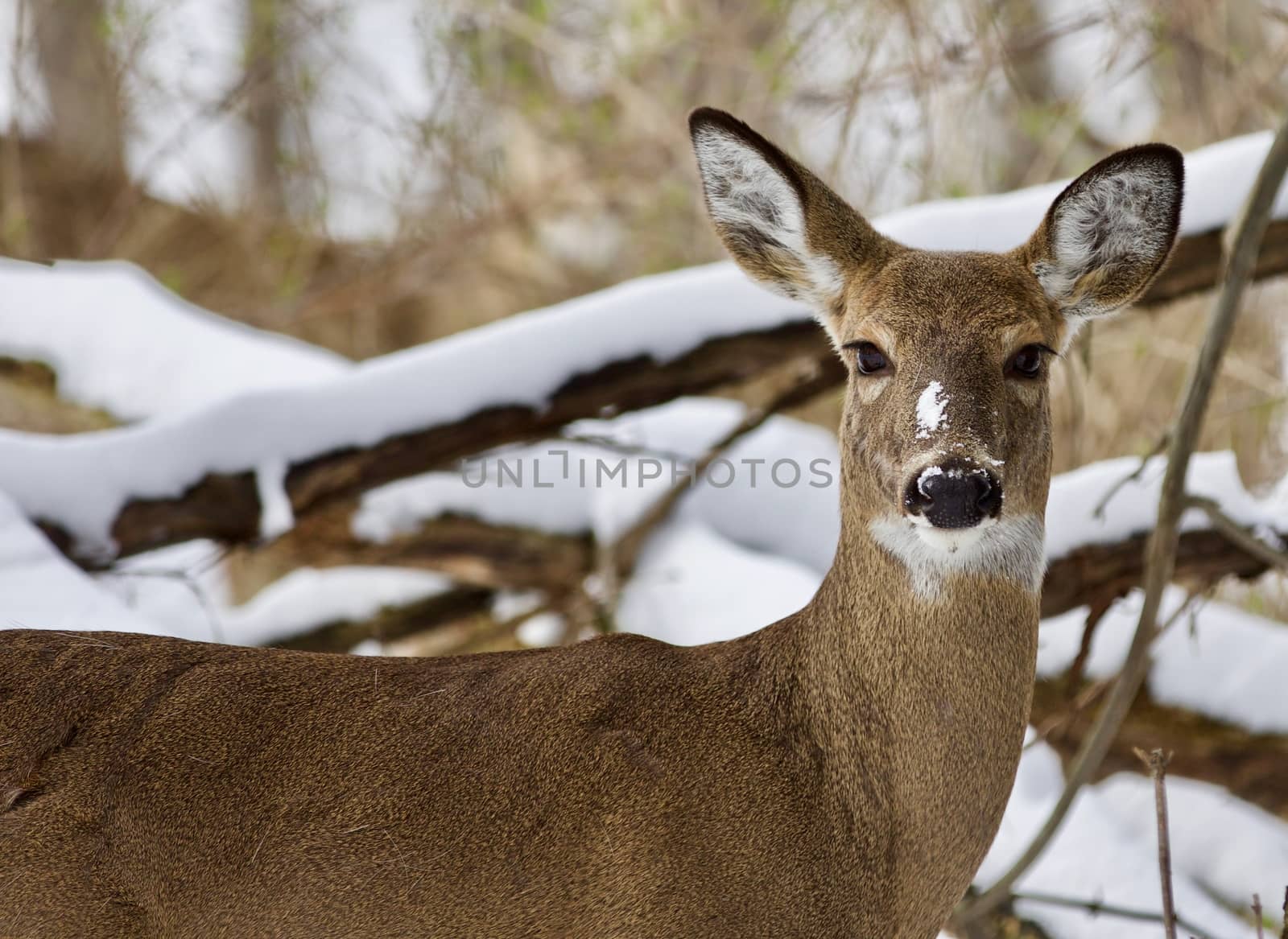 Beautiful image of a wild deer in the snowy forest by teo