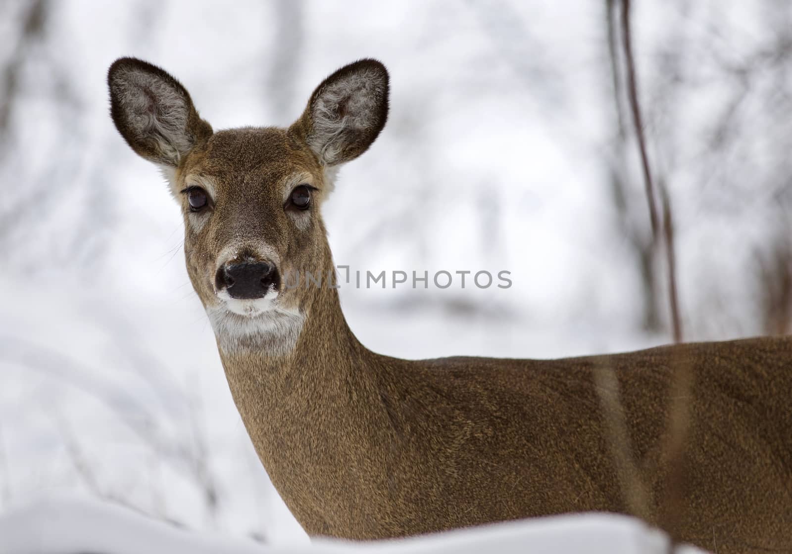 Beautiful isolated image with a wild deer in the snowy forest by teo