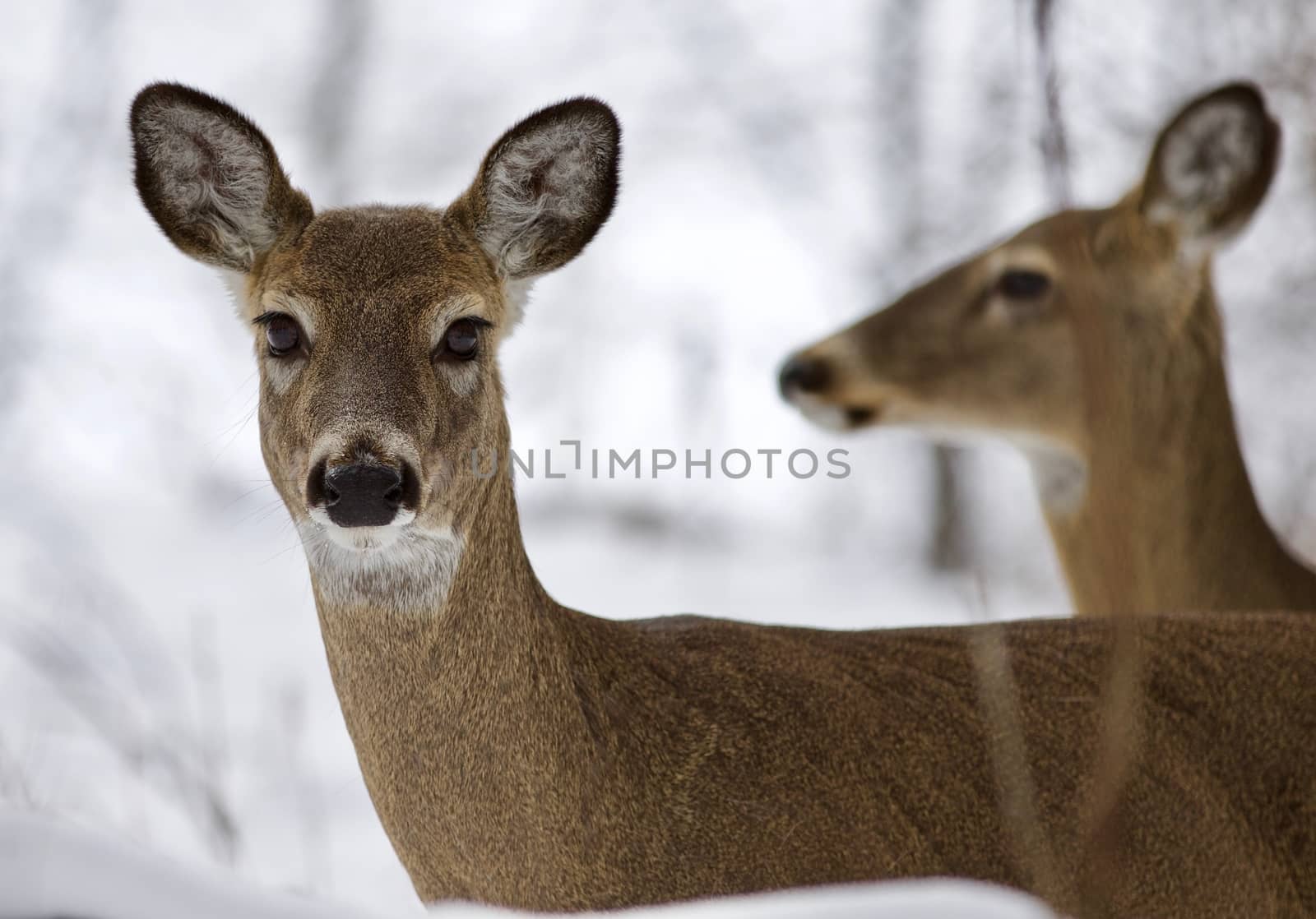 Beautiful isolated photo of two wild deer in the snowy forest by teo