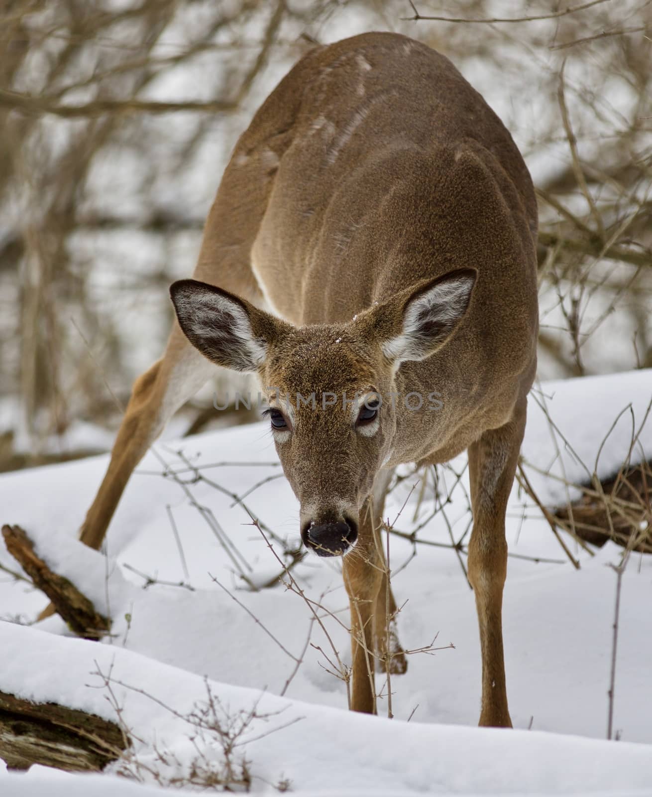Beautiful isolated photo of a wild deer in the snowy forest by teo