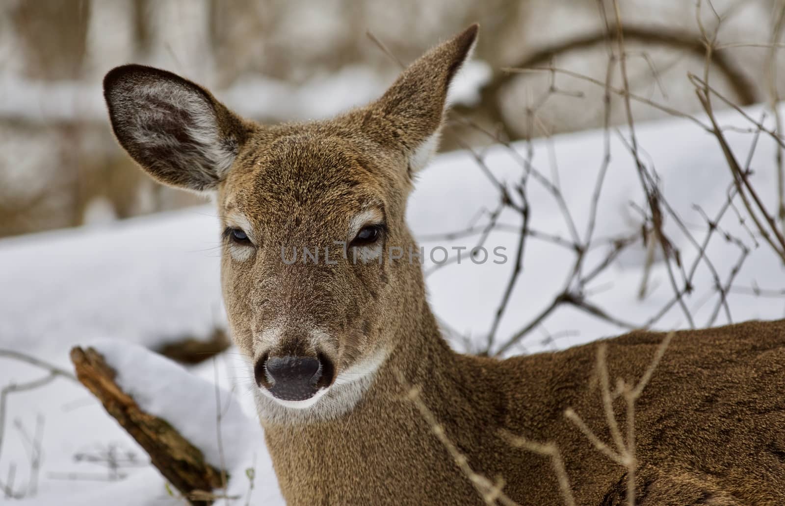 Beautiful portrait of a funny sleepy wild deer in the snowy forest by teo