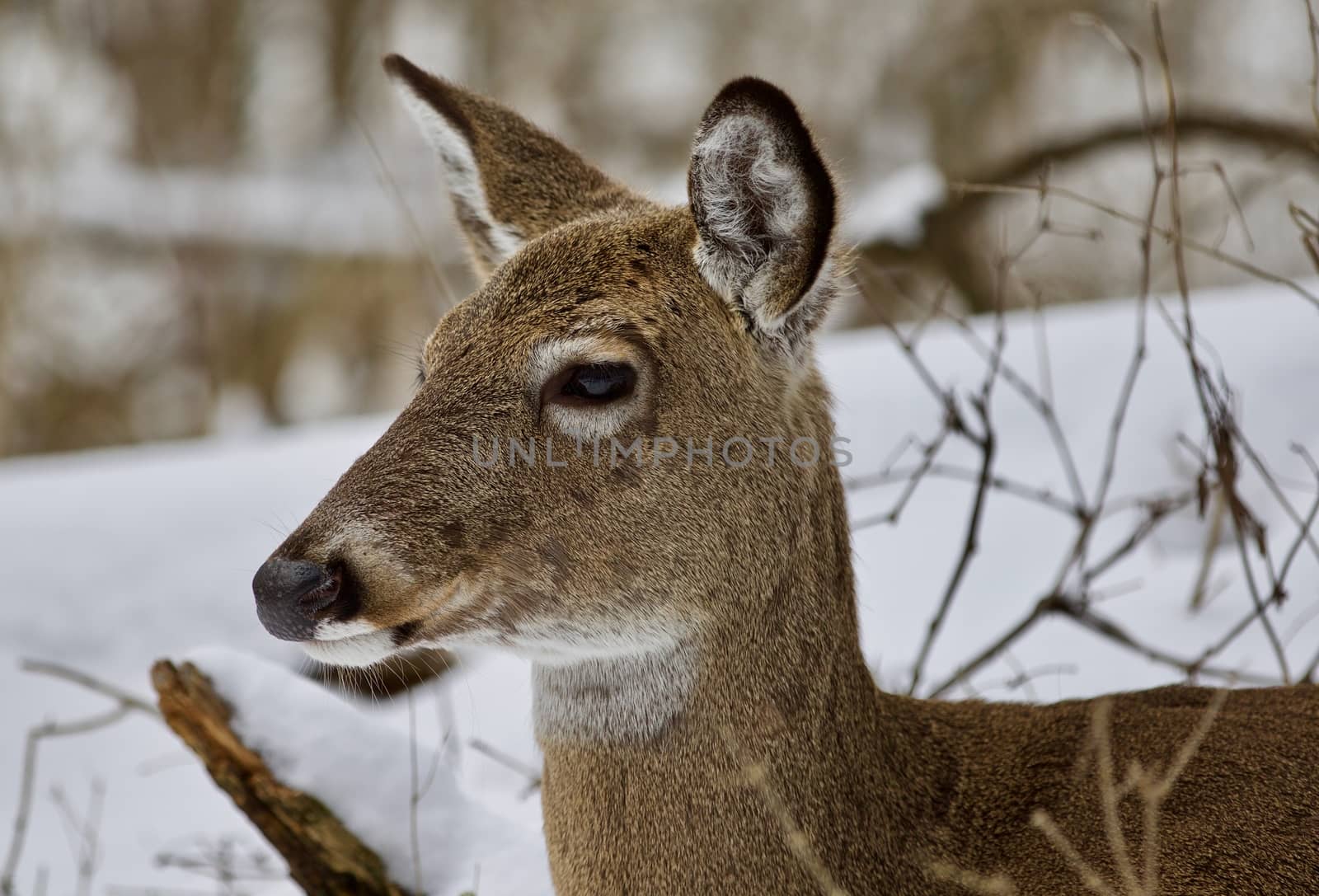 Beautiful isolated photo of a wild deer in the snowy forest by teo