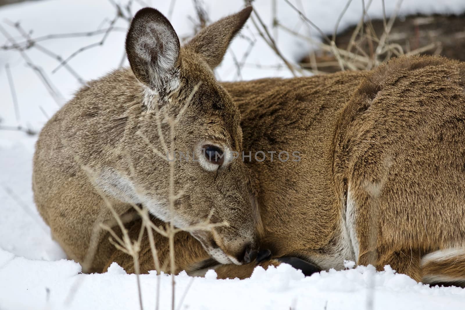 Beautiful portrait of a wild deer cleaning his fur in the snowy forest by teo