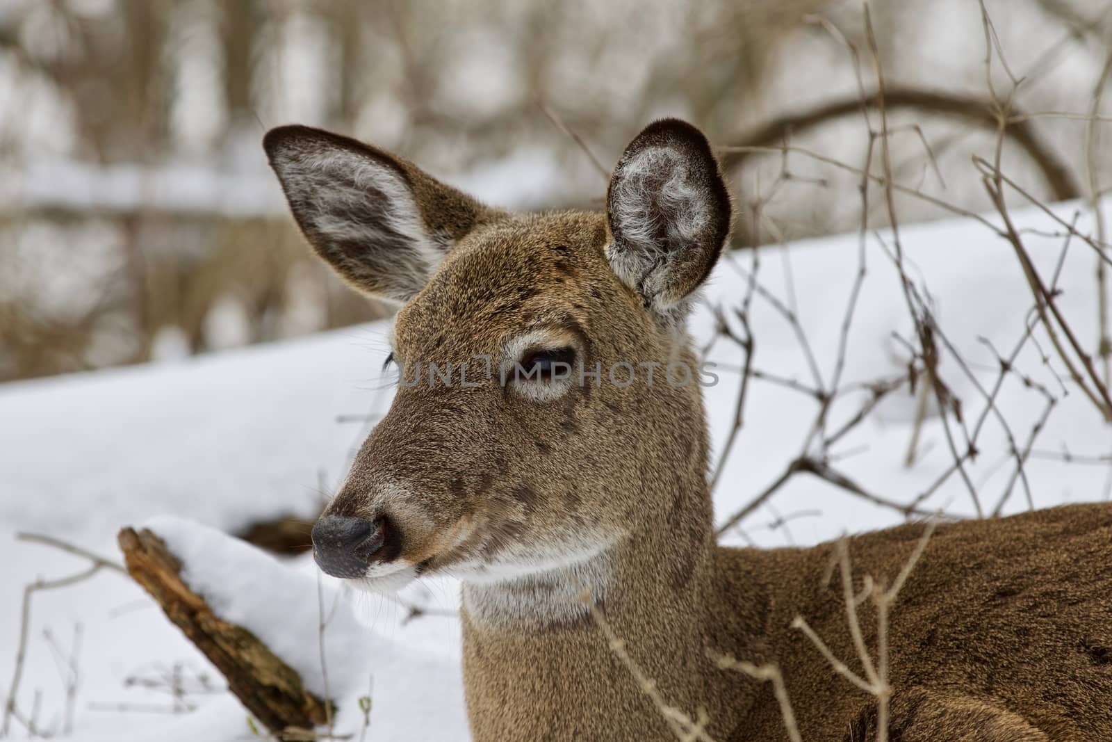 Beautiful isolated photo with a wild deer in the snowy forest