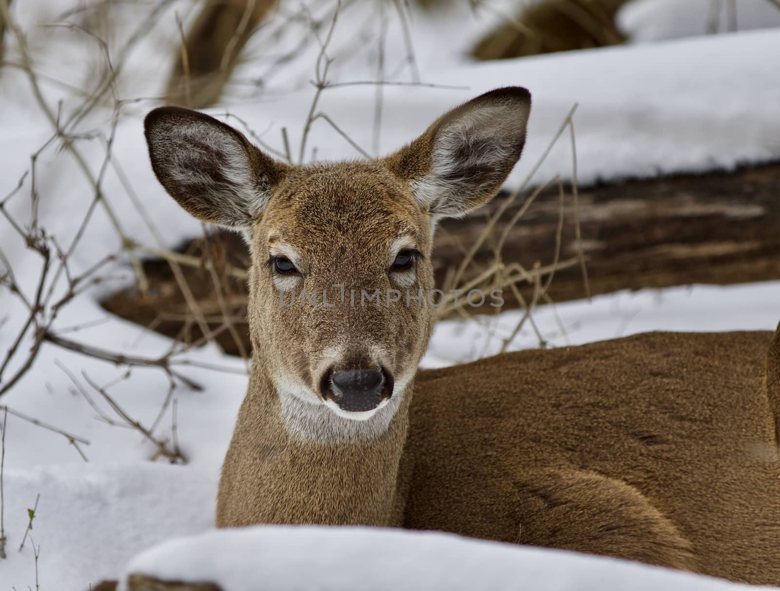 Beautiful isolated image with a wild deer in the snowy forest by teo