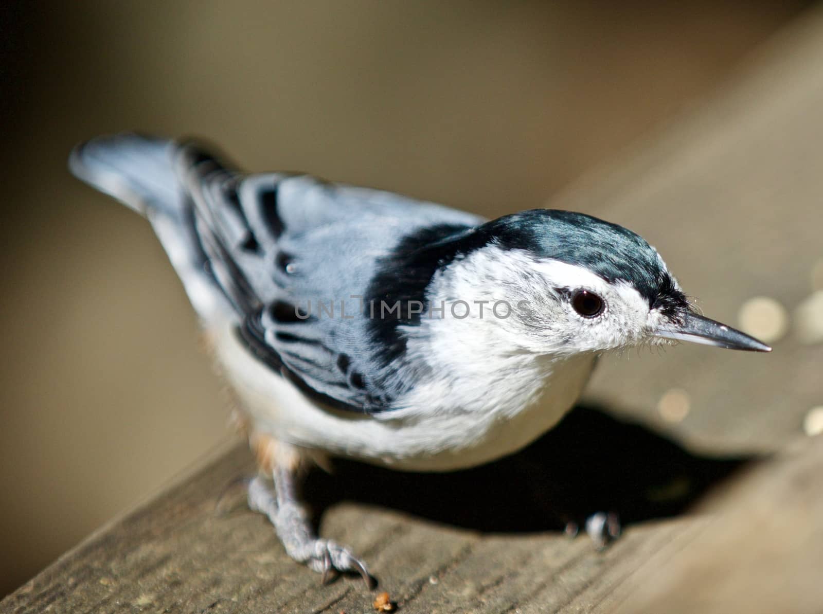 Beautiful isolated picture with a white-breasted nuthatch bird by teo