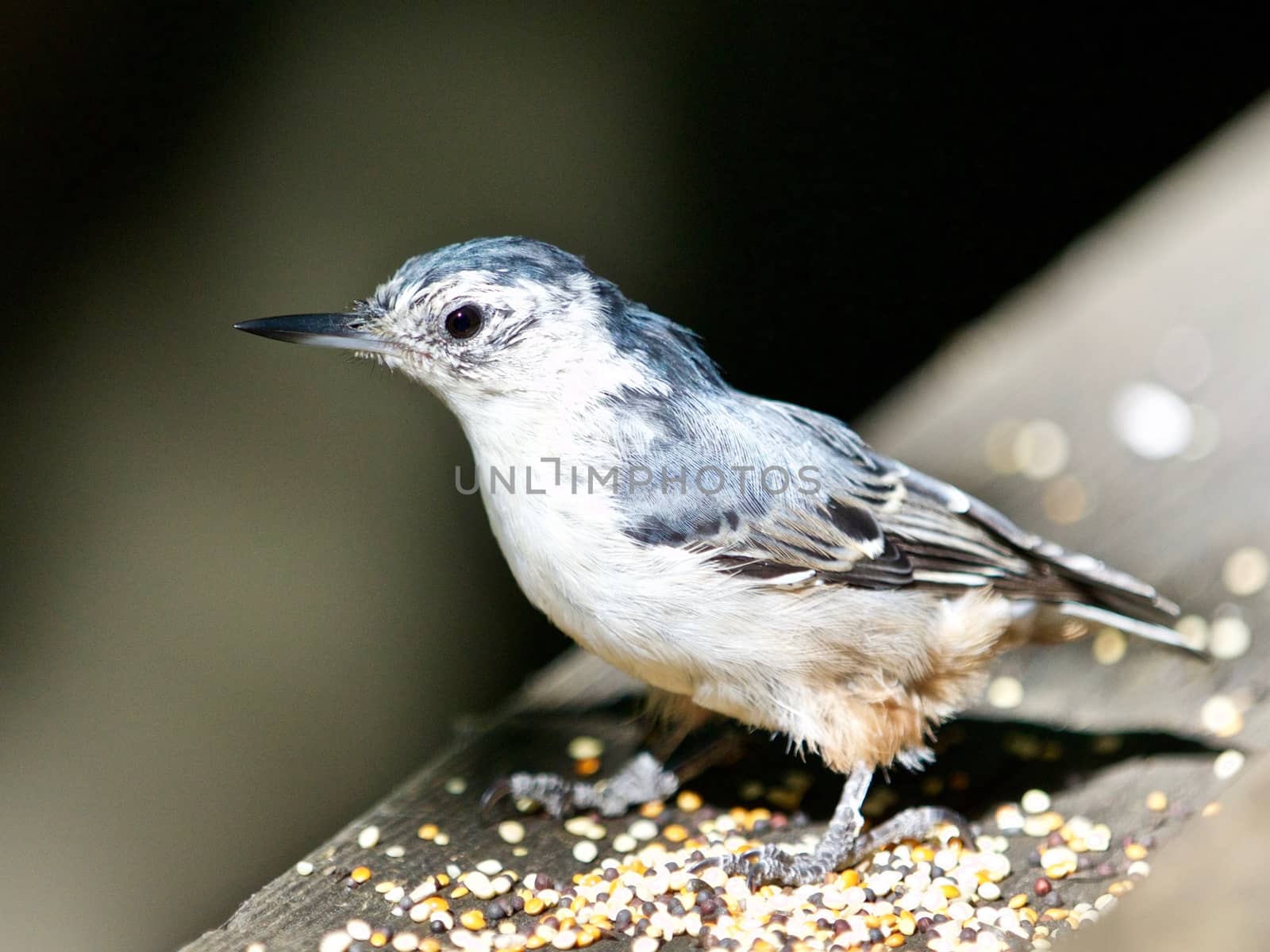 Beautiful isolated image with a white-breasted nuthatch bird